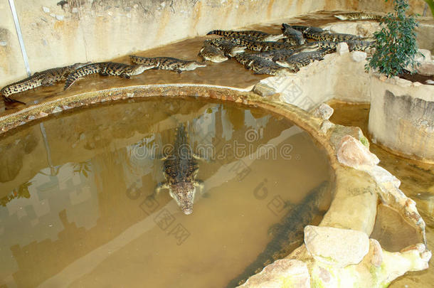 捷克共和国鳄鱼养殖场