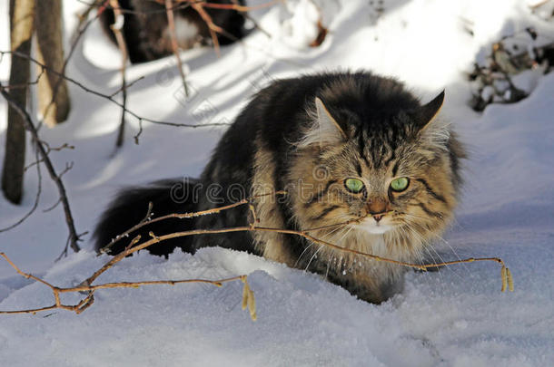 在雪<strong>地</strong>里玩耍是一种乐趣