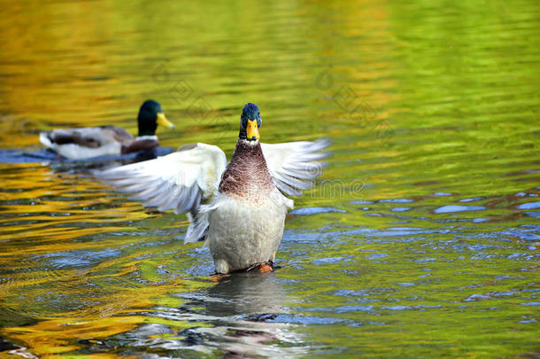 池塘上挥舞着翅膀的绿头鸭