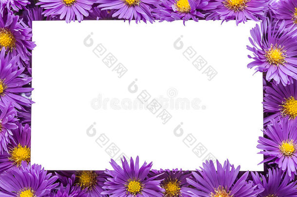 紫色花朵的框架/边框