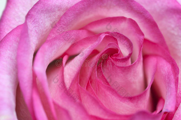 鲜粉色玫瑰花