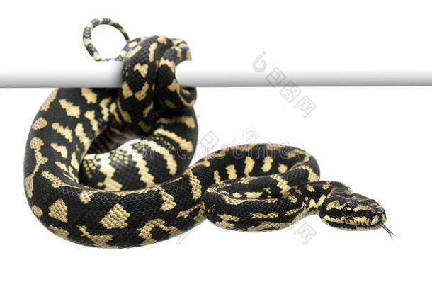 丛林地毯蟒蛇