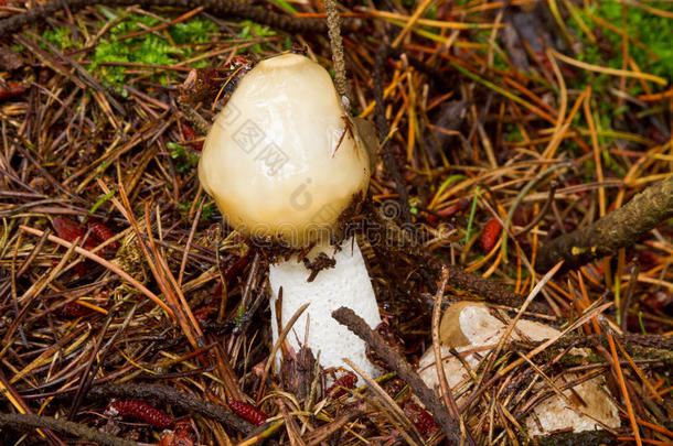 秋天真菌不纯的苔藓蘑菇