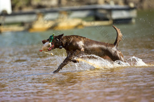 棕色拉布拉多猎犬跳入水中