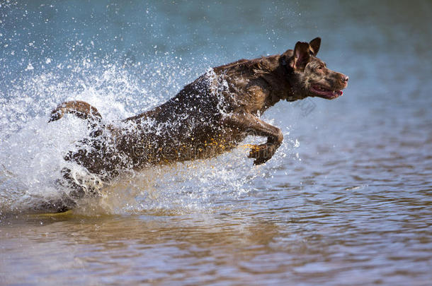 棕色拉布拉多猎犬跳入水中