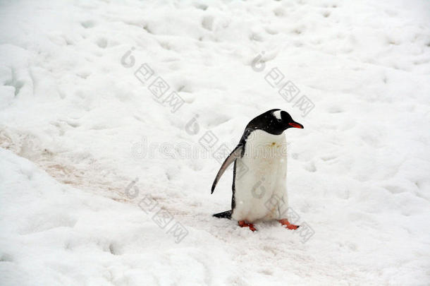 企鹅，小雪风暴，