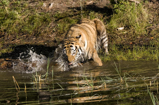 老虎在河里溅水