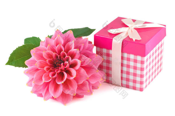 粉色礼品盒和大丽花