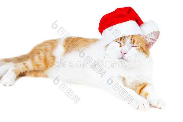 有趣的红白猫在圣诞老人的帽子里被隔离