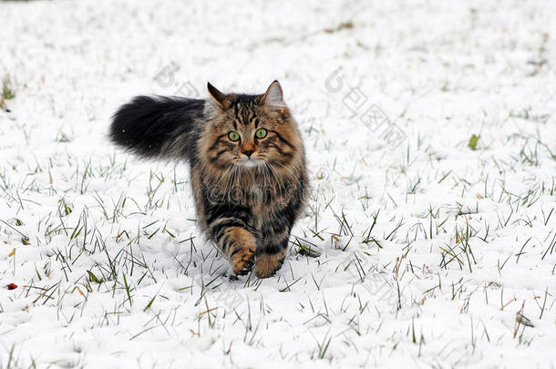 在雪<strong>地</strong>里玩耍是一种乐趣