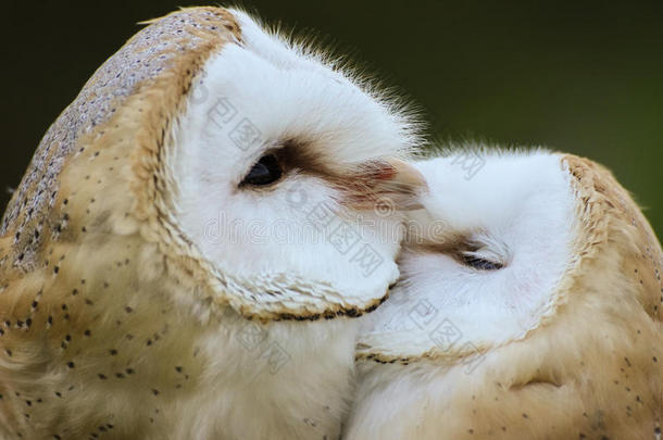 两只猫头鹰互相梳理毛发