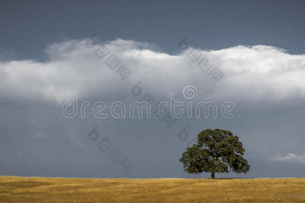 孤独的橡树和<strong>云朵</strong>