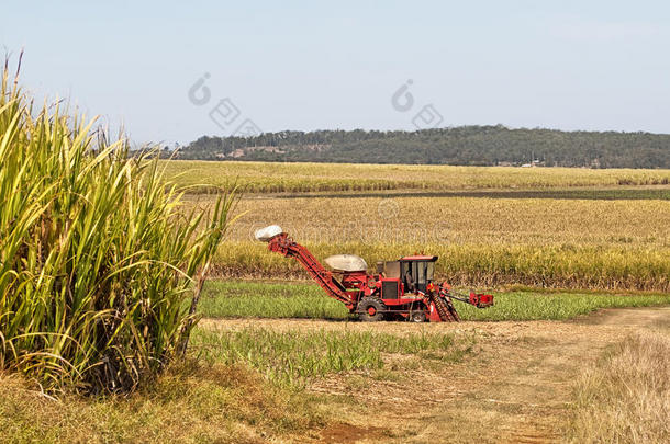 <strong>甘蔗</strong>种植园红场<strong>甘蔗</strong>收获机