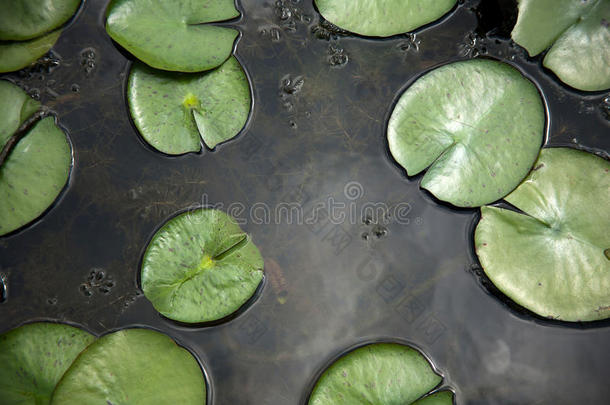 夏末的池塘