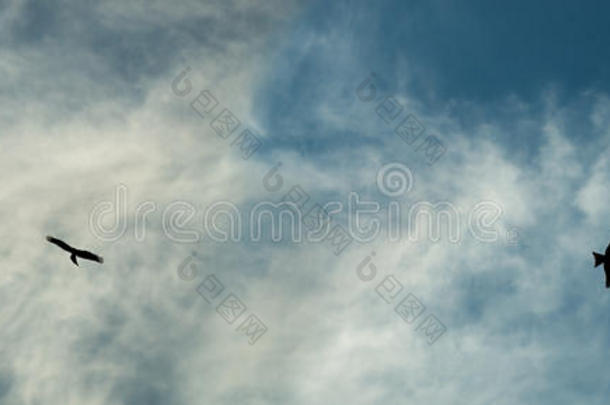 雄鹰的轮廓在多云的天空中翱翔