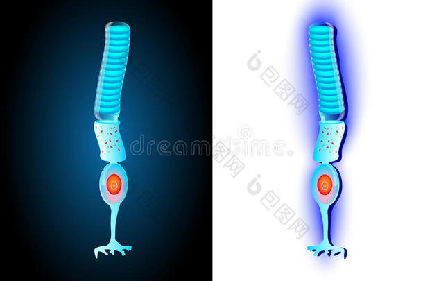棒状细胞。模型<strong>光感</strong>受器。矢量