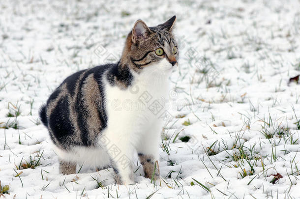 在雪<strong>地</strong>里玩耍是一种乐趣