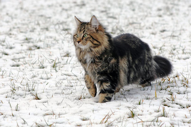 在雪地里玩耍是一种乐趣