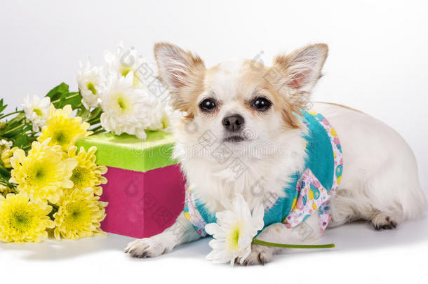 漂亮的吉娃娃狗，带礼品盒和鲜花