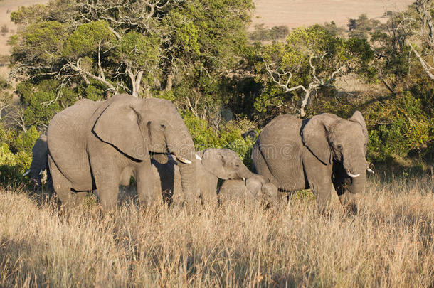 <strong>大象</strong>之间的<strong>大象宝宝</strong>，坦桑尼亚的日落
