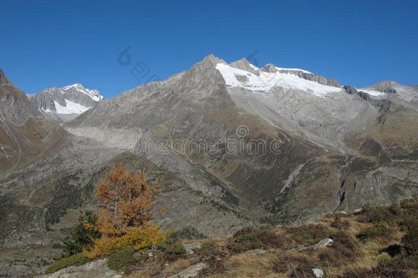 雪山黄落叶松