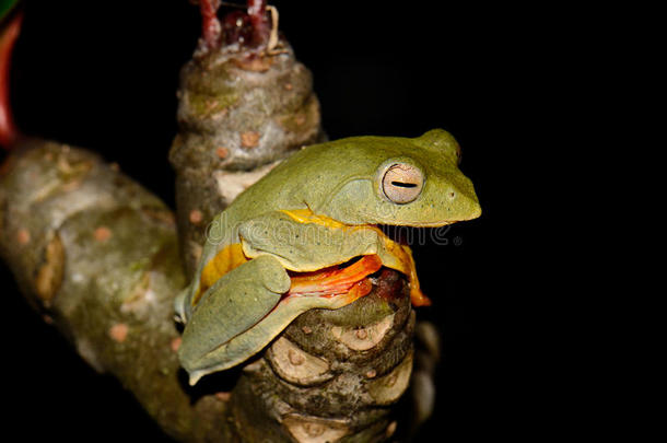 双斑树蛙（rhacophorus bipunctatus）