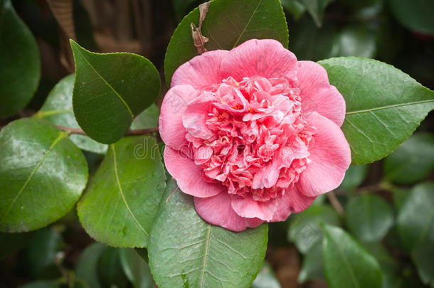 粉红色山茶花