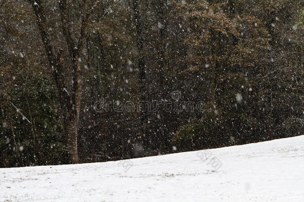 <strong>林间</strong>空地下大雪