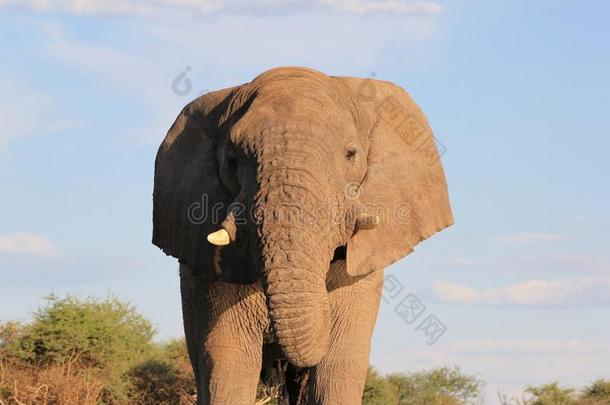 大象，非洲-你这个<strong>小东西</strong>