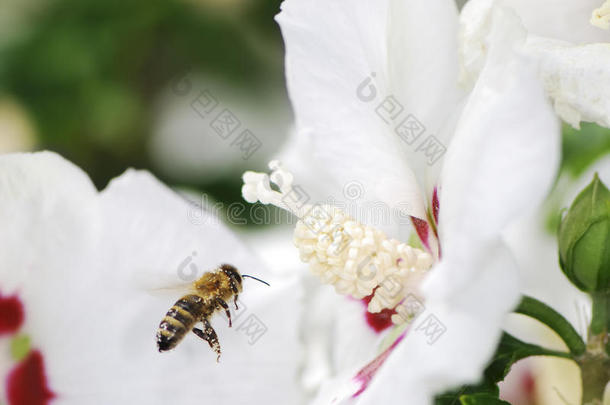 菲林蜜蜂