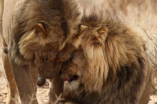 克加利加迪的两个狮子兄弟7