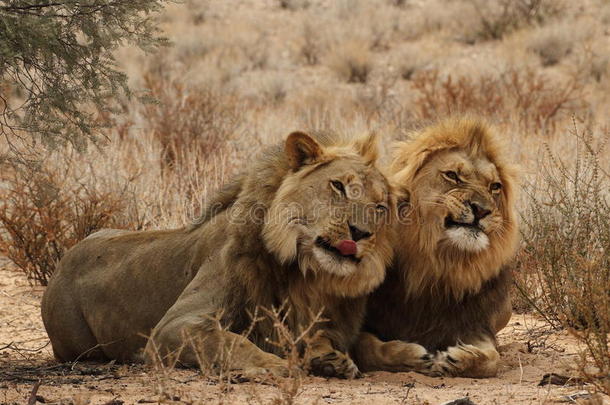 克加利加迪的两个狮子兄弟4