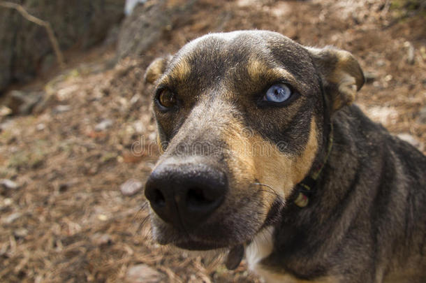 两只不同颜色眼睛的狗棕色和蓝色