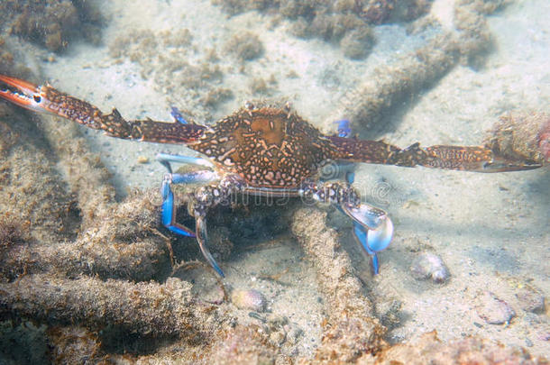 地中海螃蟹