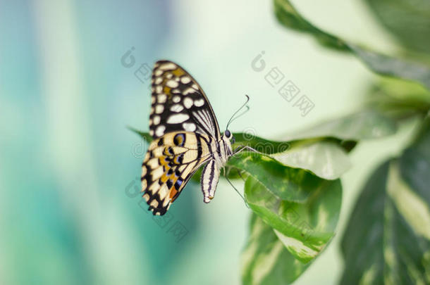 大自然中的美丽蝴蝶