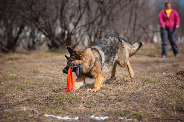 德国牧羊犬抓<strong>飞盘</strong>