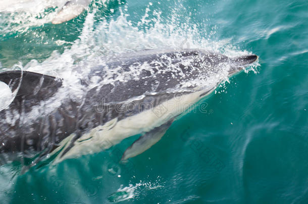 普通海豚游泳
