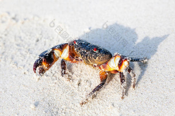 沙滩上的螃蟹
