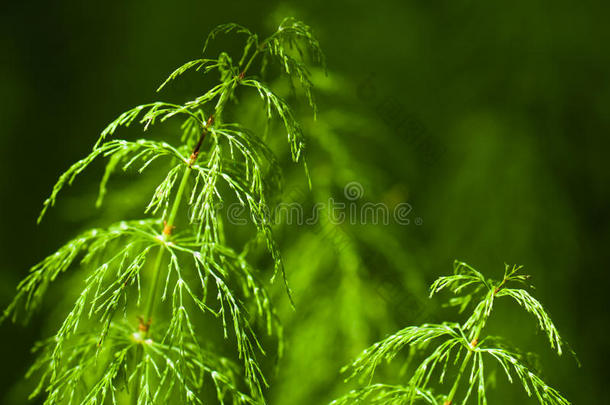 清晨的阳光照亮了森林里的植物