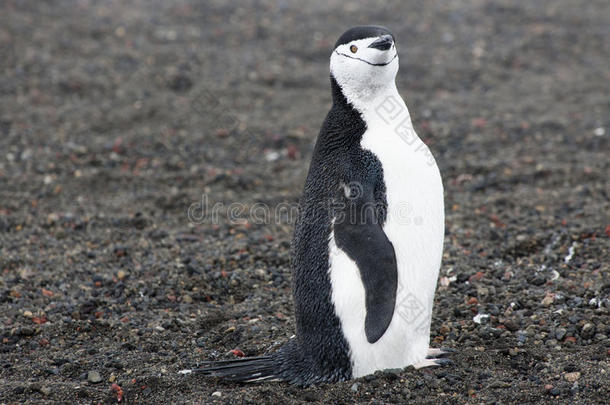 动物南极南极洲喙美女