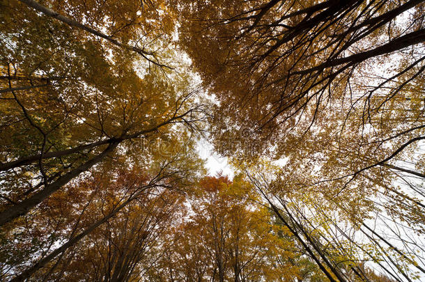 秋天森林里的枯叶
