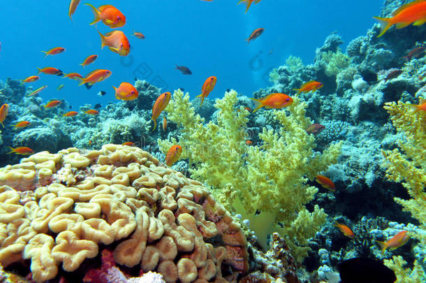 热带海底有脑珊瑚和软珊瑚的珊瑚礁