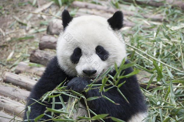 吃熊猫的竹子（大熊猫）