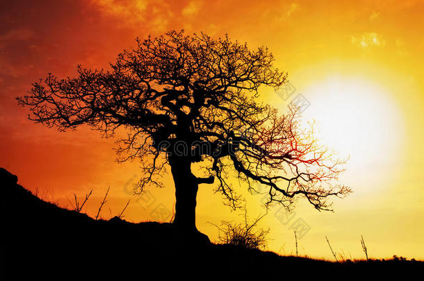 太阳和橘红色天空的独树