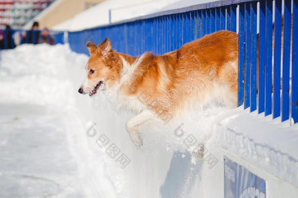 红狗边境牧羊犬跳出来