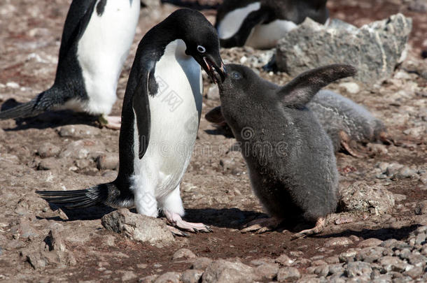 阿德利企鹅妈妈在喂可爱的灰色毛茸茸的小鸡