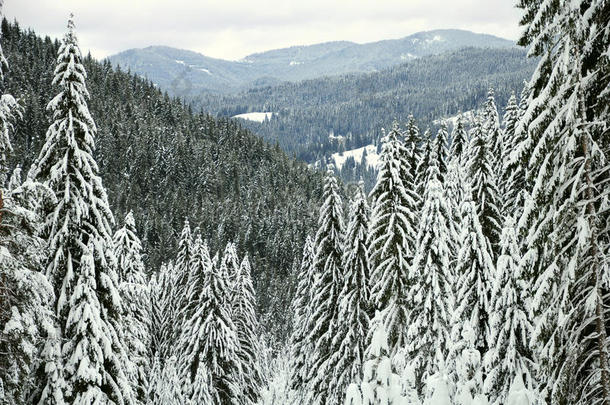 山地冬季森林