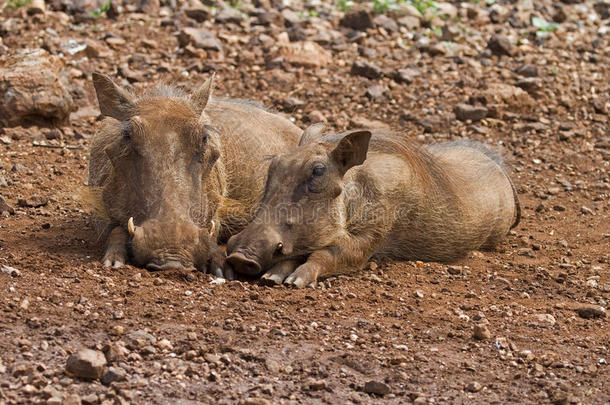 两个一起躺着的野猪的特写镜头