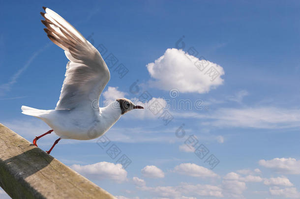 在天空中翱翔的海鸥