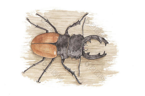 黄鹿甲虫
